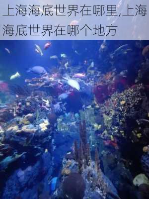 上海海底世界在哪里,上海海底世界在哪个地方