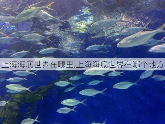 上海海底世界在哪里,上海海底世界在哪个地方