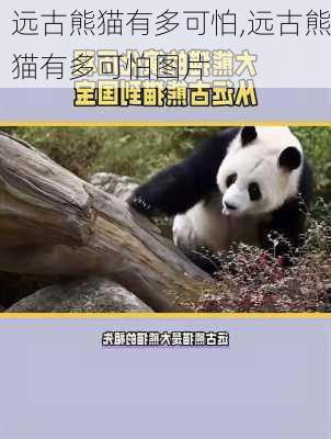 远古熊猫有多可怕,远古熊猫有多可怕图片