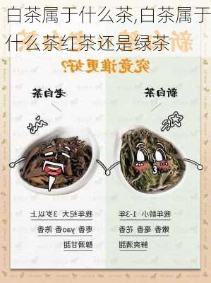 白茶属于什么茶,白茶属于什么茶红茶还是绿茶