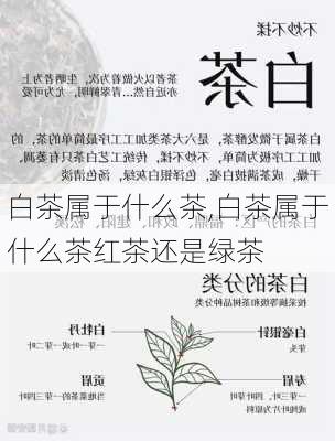 白茶属于什么茶,白茶属于什么茶红茶还是绿茶