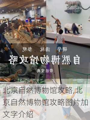 北京自然博物馆攻略,北京自然博物馆攻略图片加文字介绍